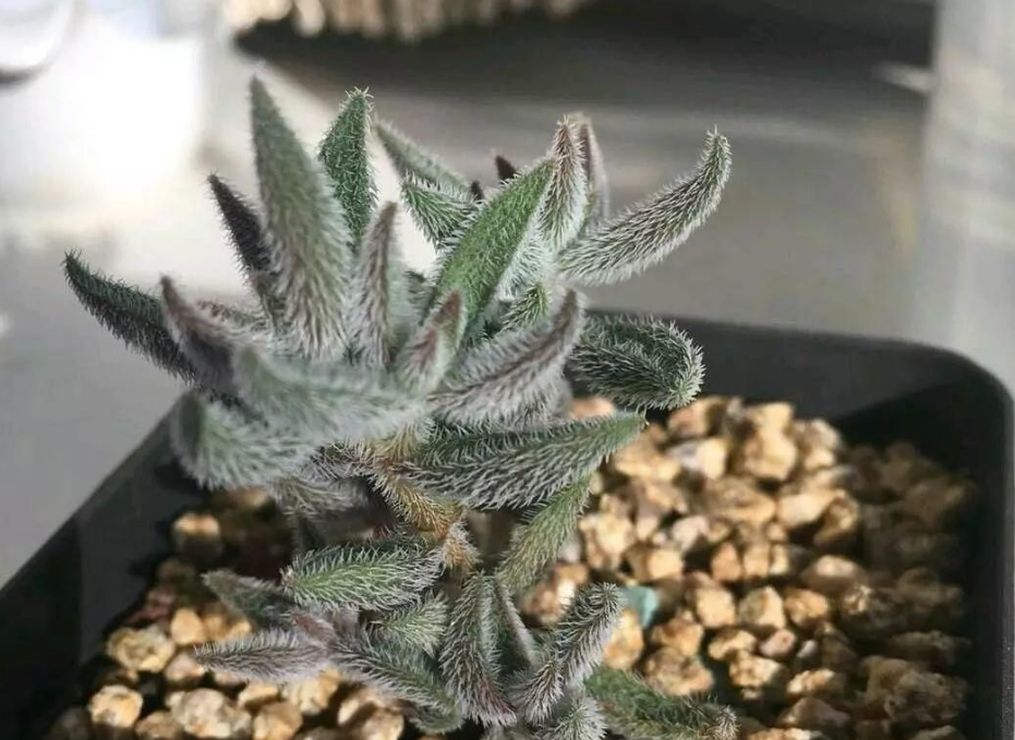 绒针 绒针