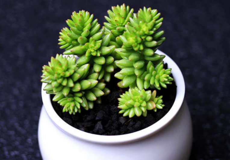 白花小松 白花小松