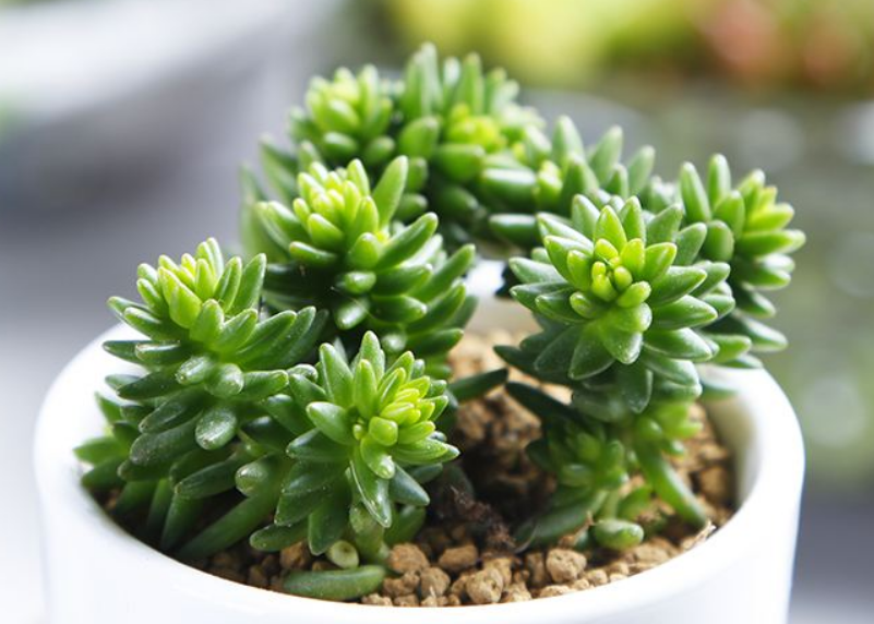 白花小松 白花小松