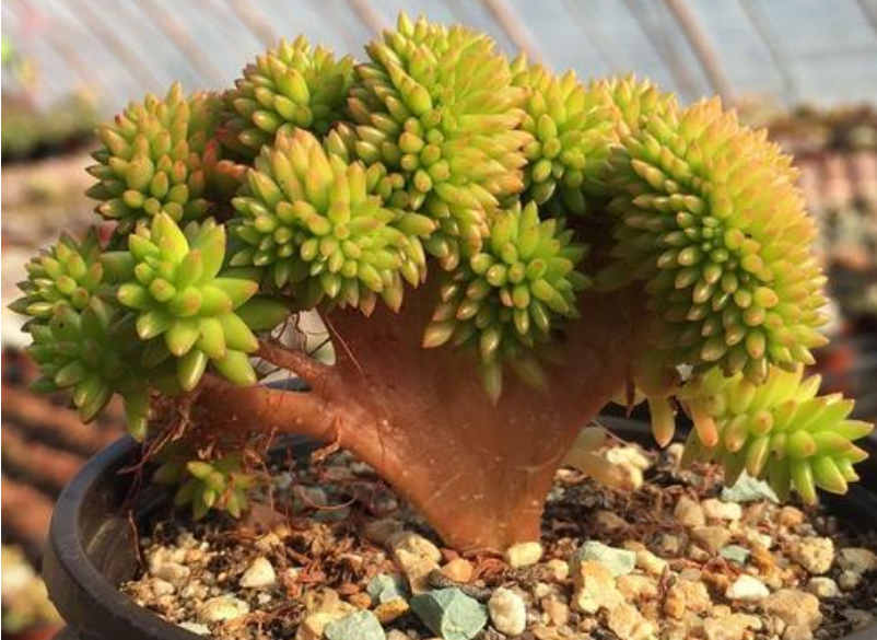白花小松 白花小松