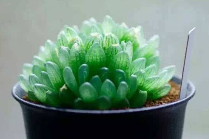 蝉翼玉露 蝉翼玉露