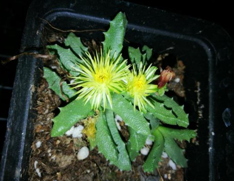 芳香波 芳香波