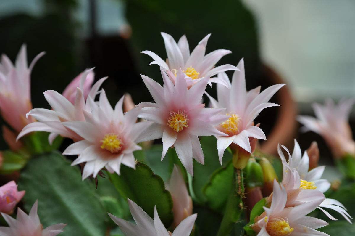 假昙花 假昙花