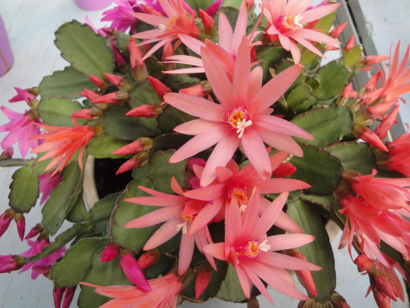 假昙花 假昙花