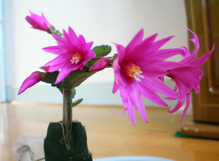 假昙花 假昙花