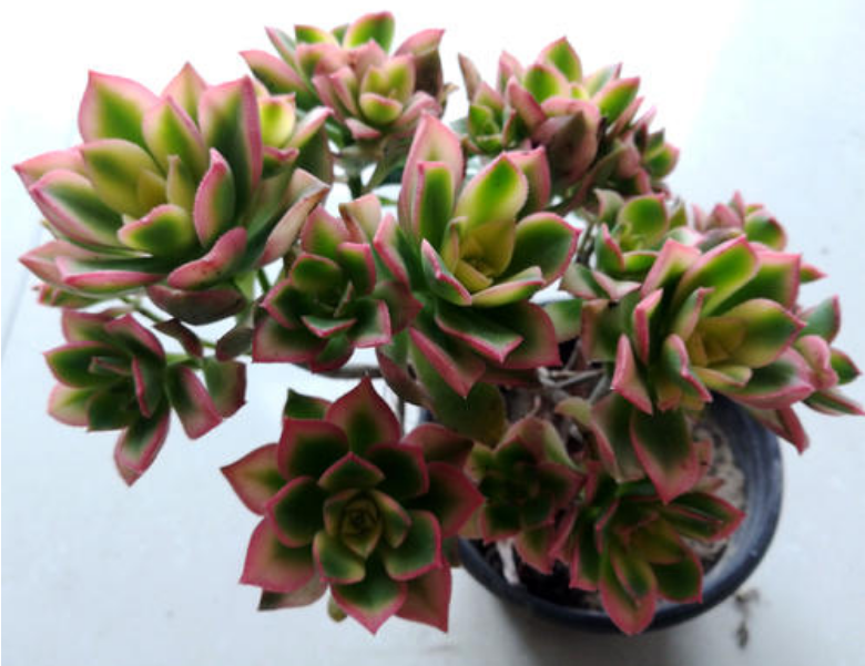 清盛锦 清盛锦