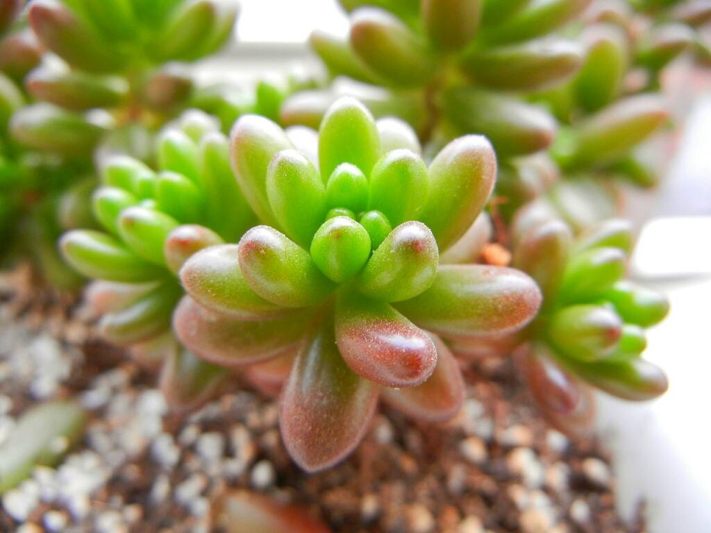 虹之玉锦 虹之玉锦