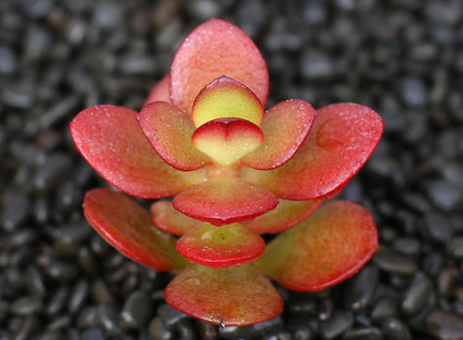 黄金花月 黄金花月