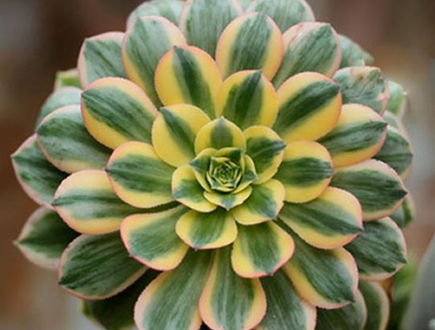 中斑莲花掌 中斑莲花掌