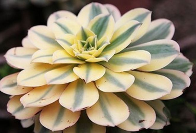 中斑莲花掌 中斑莲花掌
