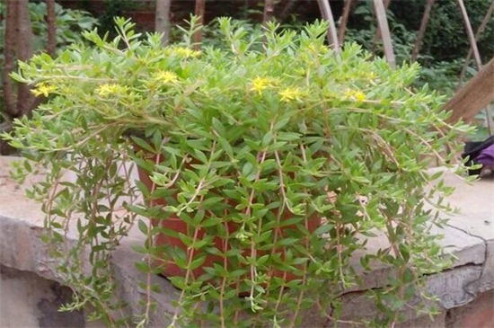 垂盆草 垂盆草