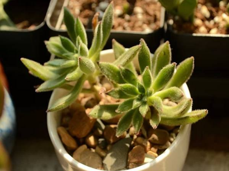 红辉艳 红辉艳