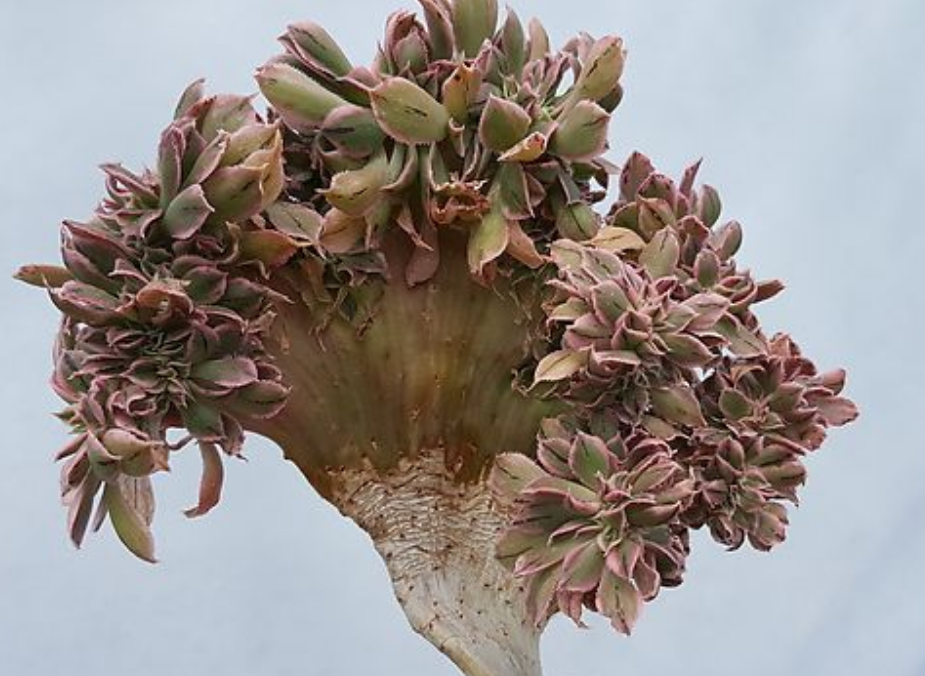 灿烂缀化 灿烂缀化