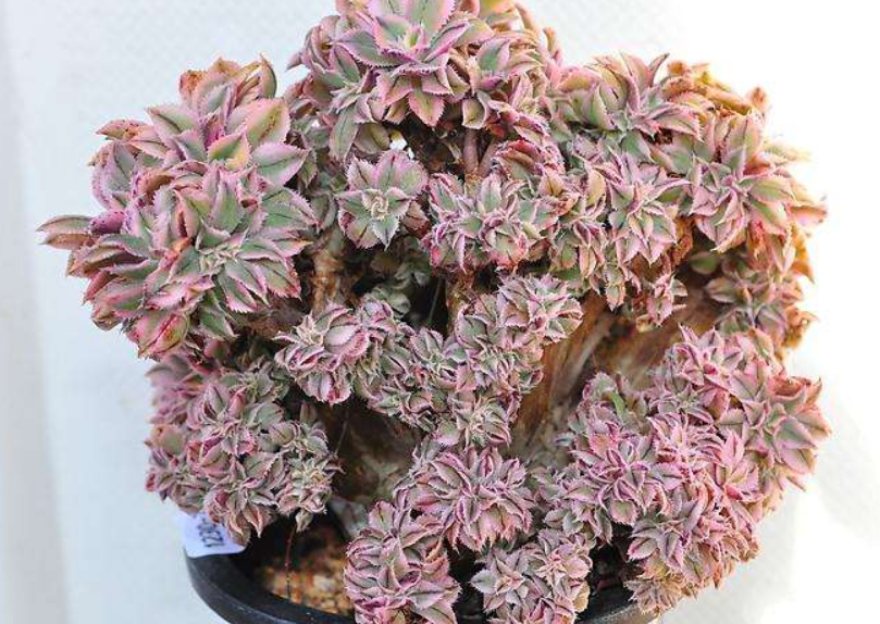 灿烂缀化 灿烂缀化