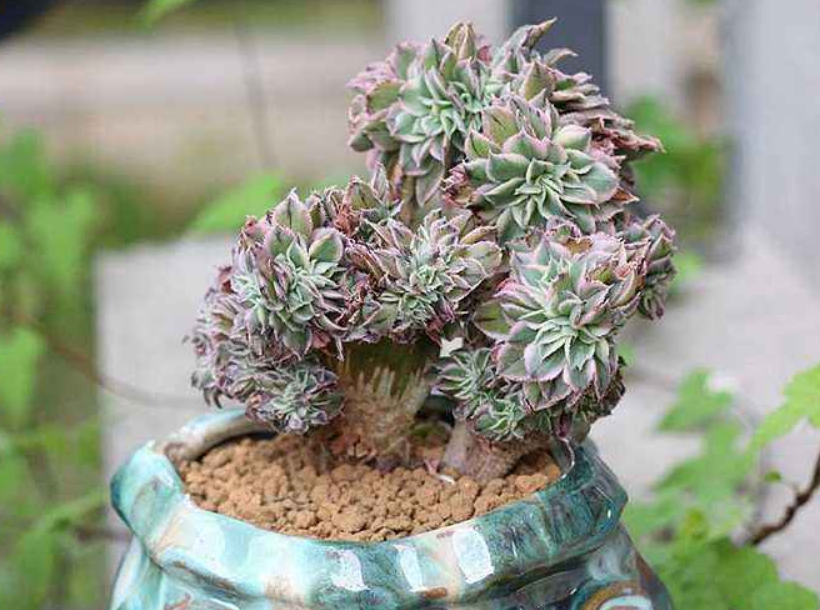 灿烂缀化 灿烂缀化