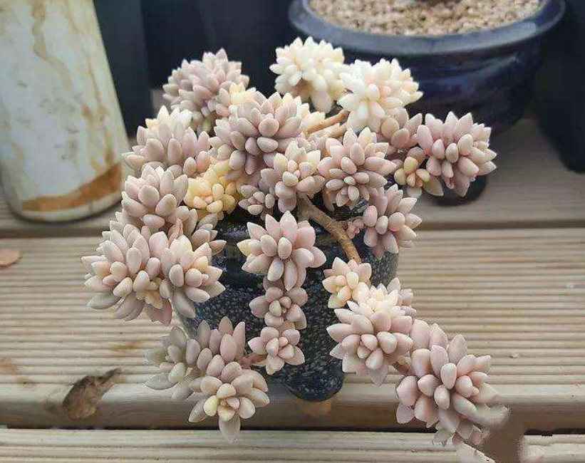 姬秋丽 姬秋丽