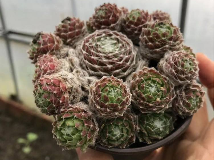 蛛丝卷绢 蛛丝卷绢