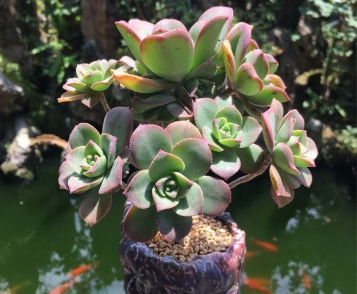 红缘莲花掌 红缘莲花掌