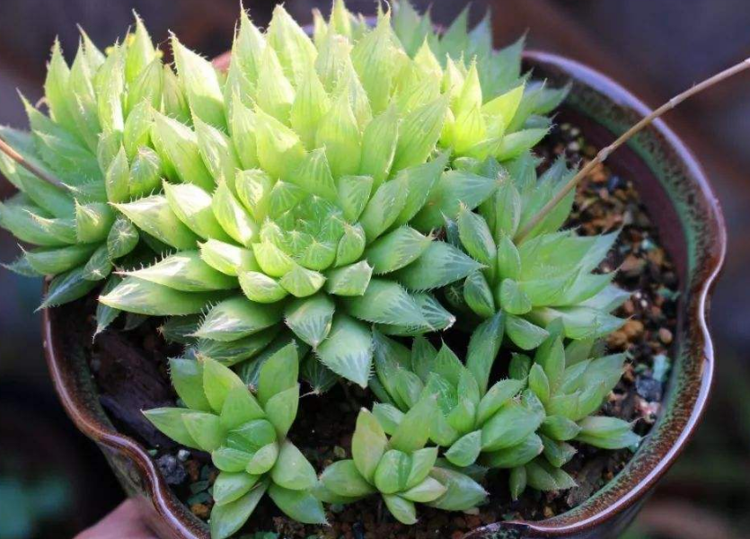 樱水晶 樱水晶