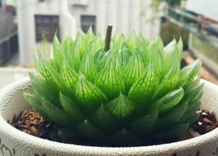 樱水晶 樱水晶