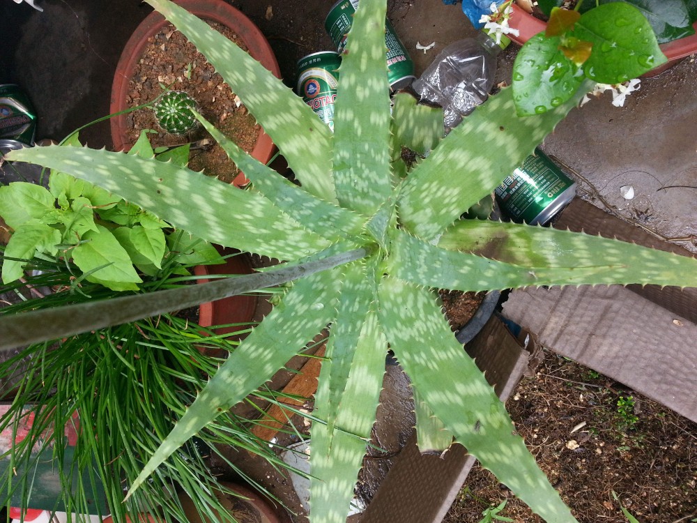 草芦荟 草芦荟