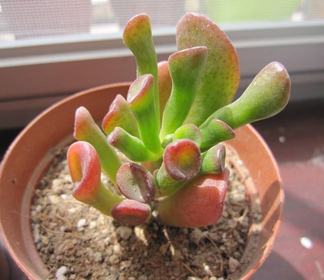 筒叶花月 筒叶花月