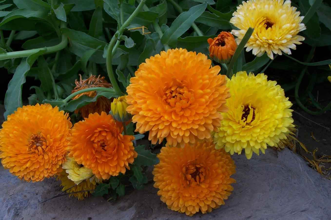 金盏菊 金盏菊