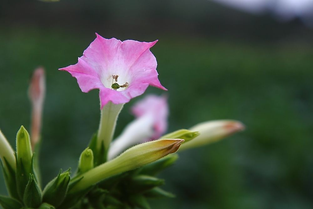 花烟草 花烟草