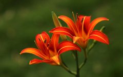 萱草
