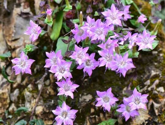 红花龙胆 红花龙胆