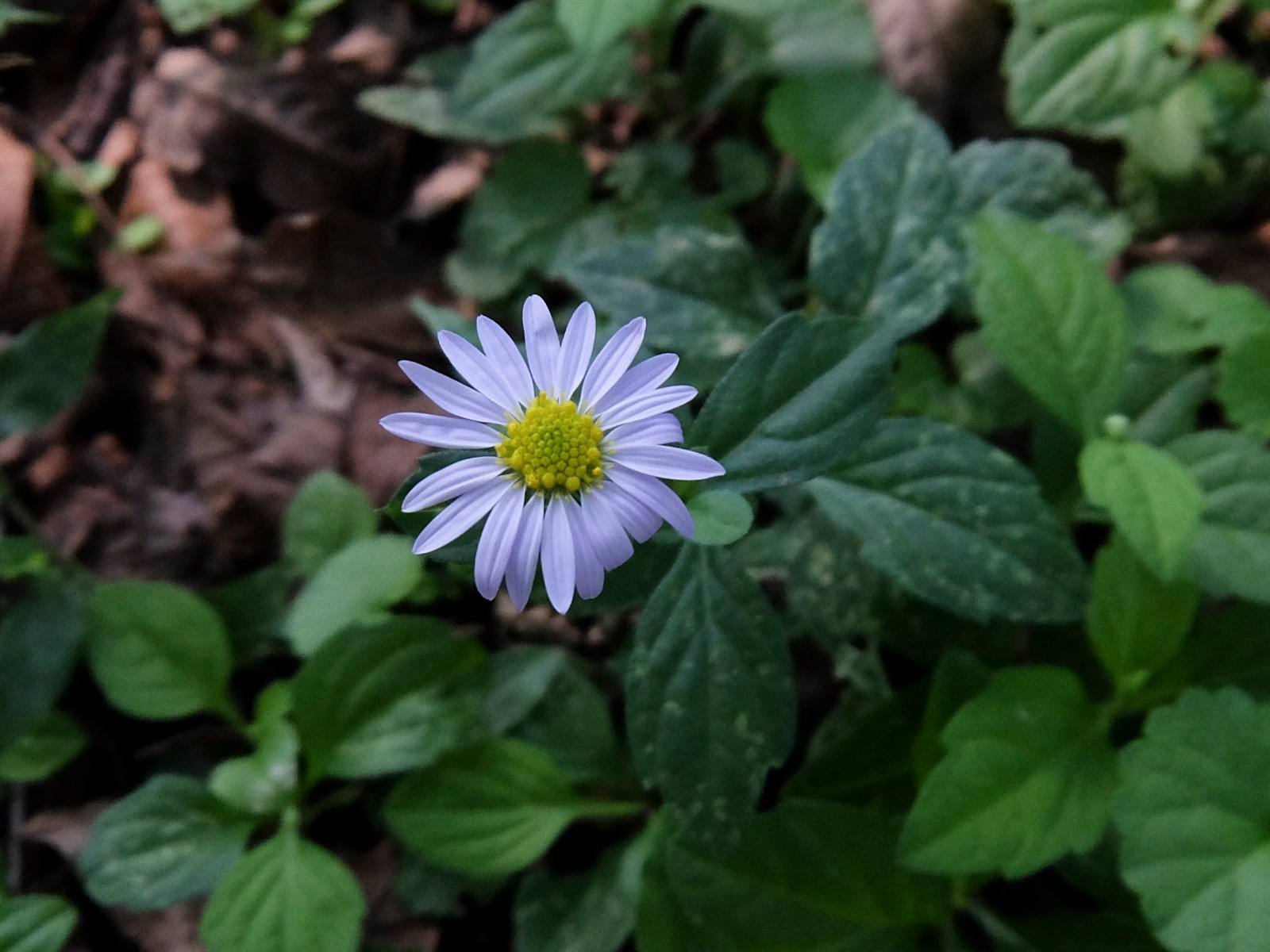 狗娃花 狗娃花