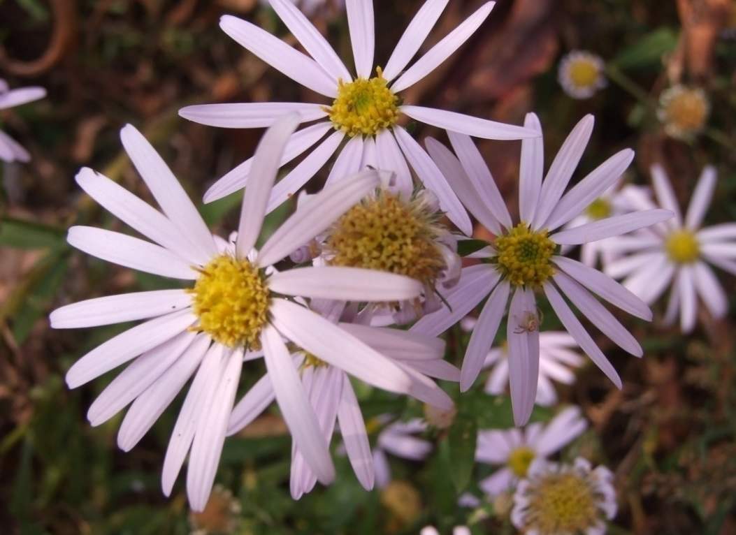 狗娃花 狗娃花