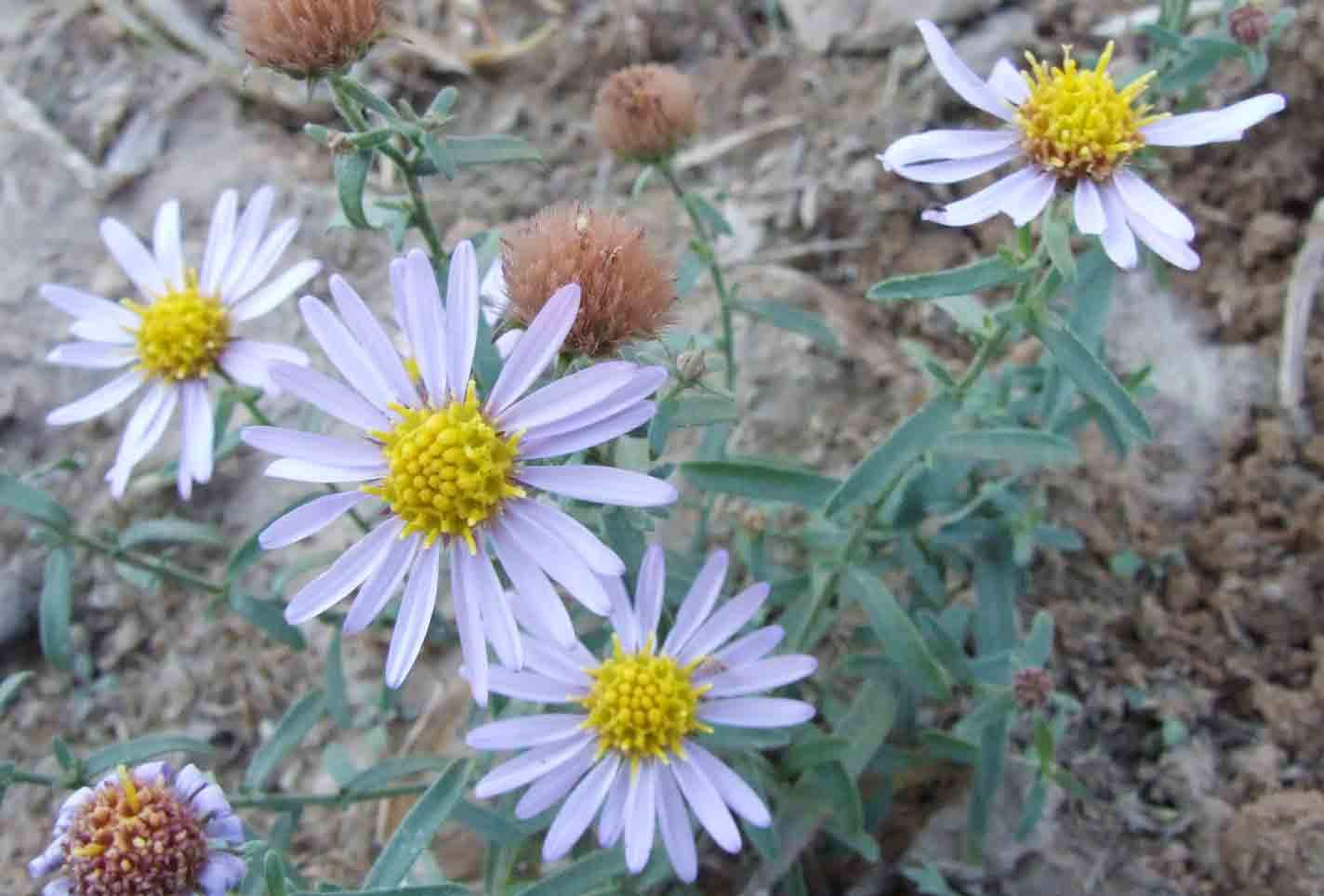 狗娃花 狗娃花