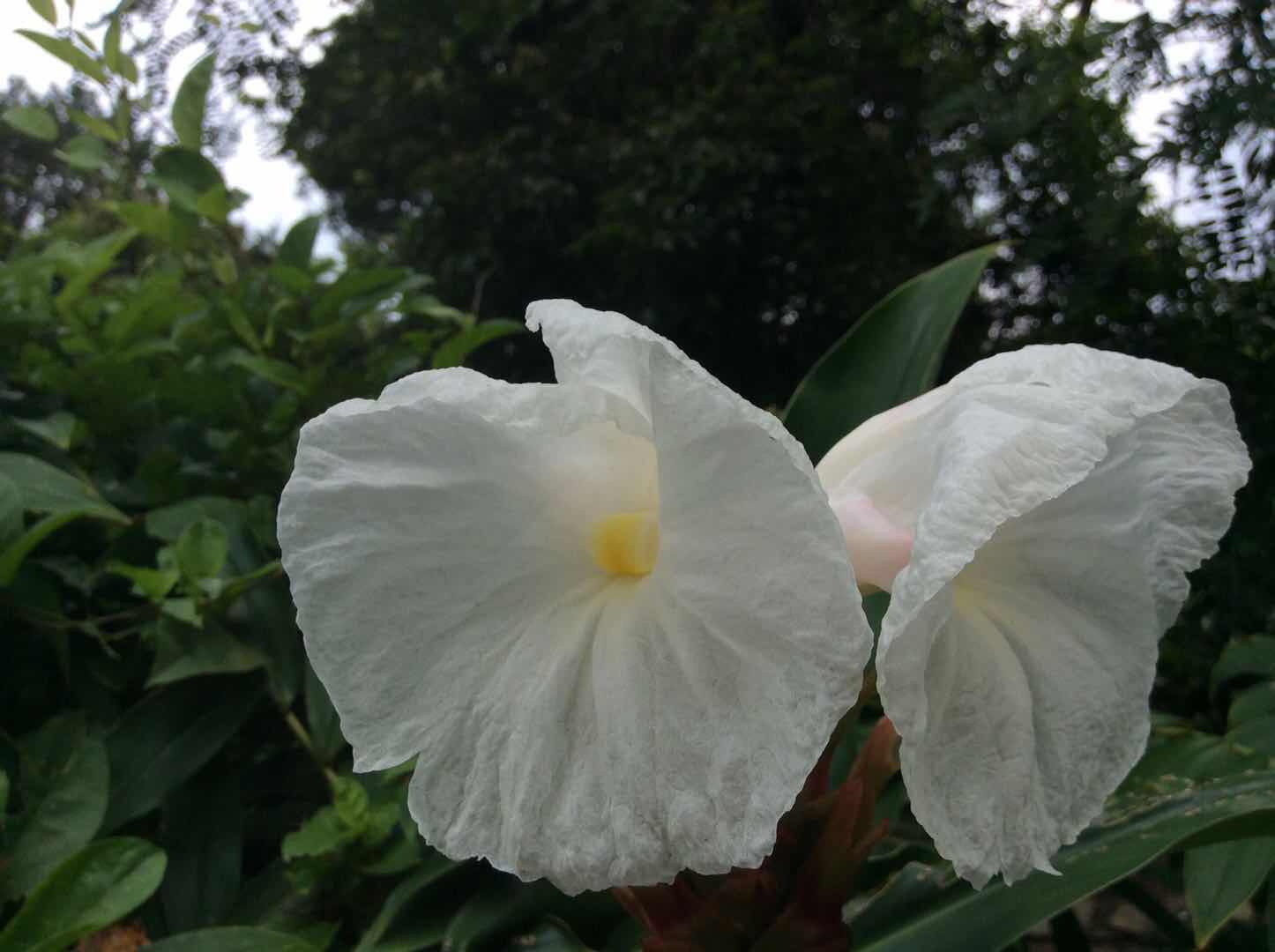 闭鞘姜 闭鞘姜