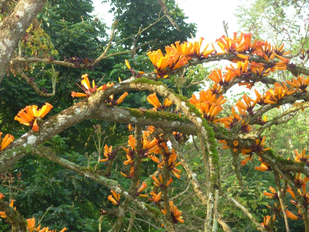 火烧花