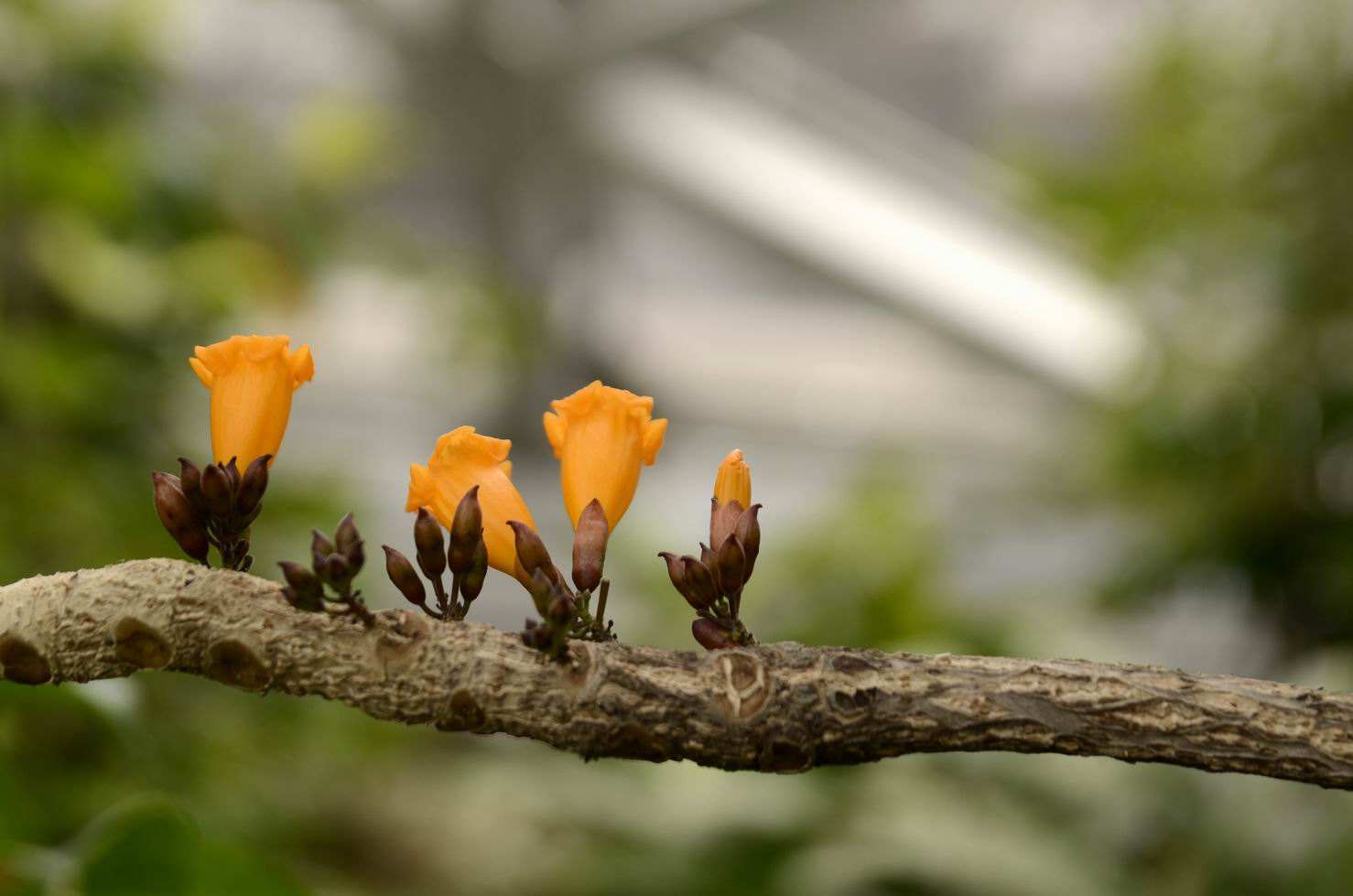 火烧花