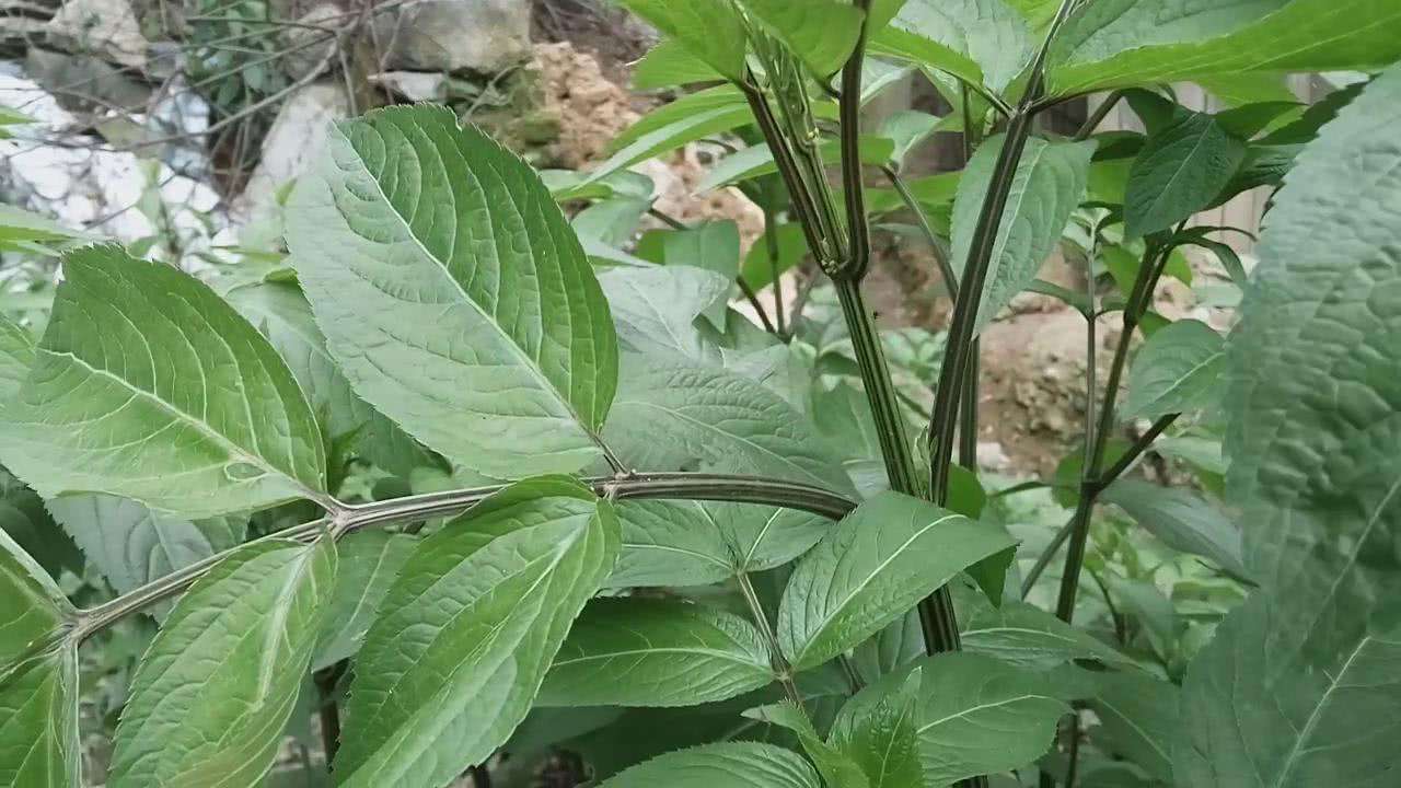 接骨草 接骨草