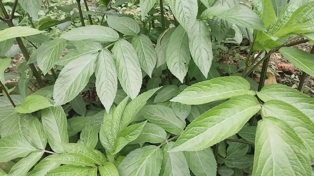 接骨草 接骨草