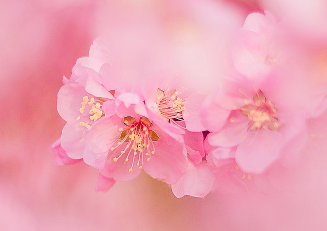桃花 桃花