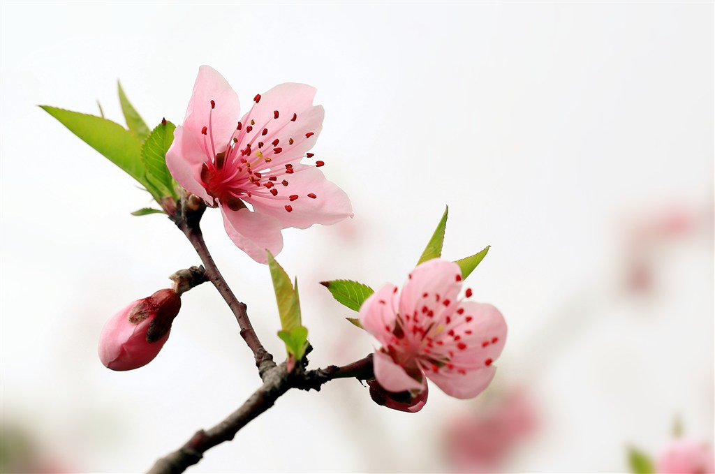 桃花 桃花