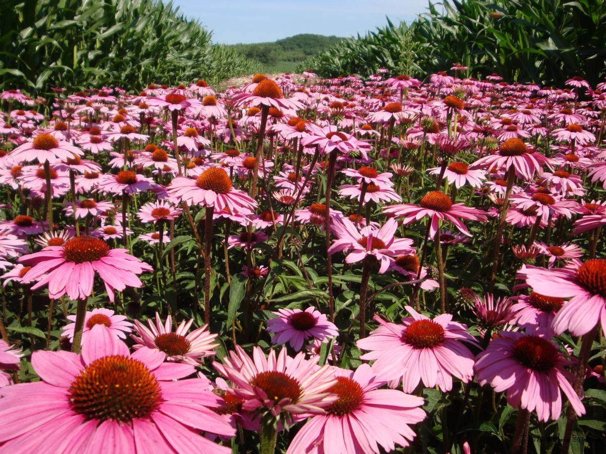松果菊 松果菊
