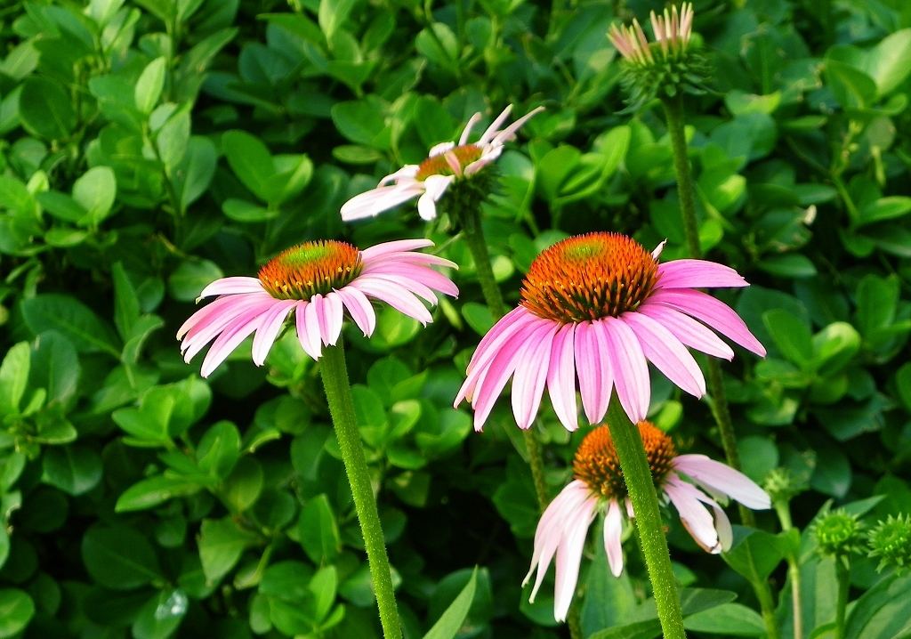 松果菊 松果菊