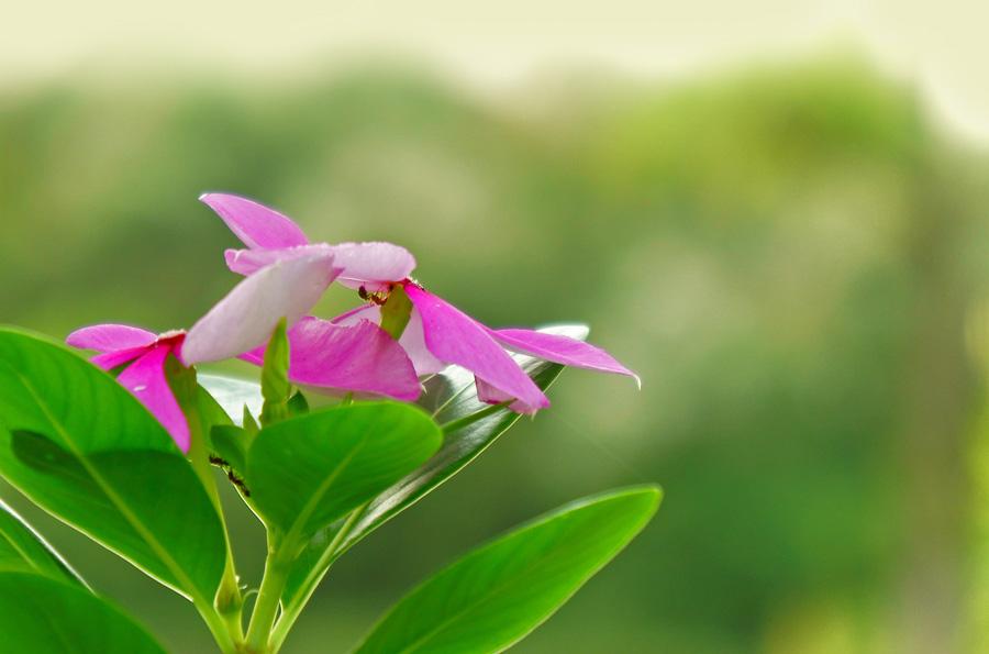 长春花 长春花