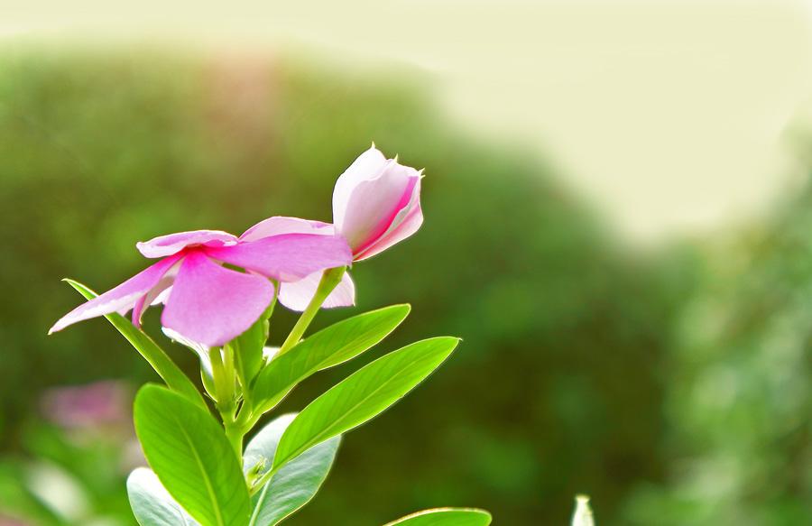长春花 长春花