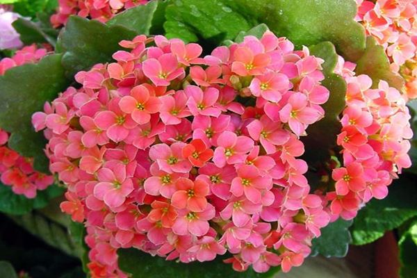 长寿花 长寿花