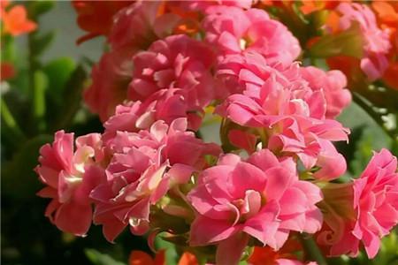 长寿花 长寿花