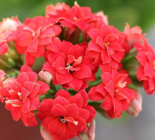 长寿花 长寿花
