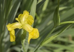 黄花鸢尾