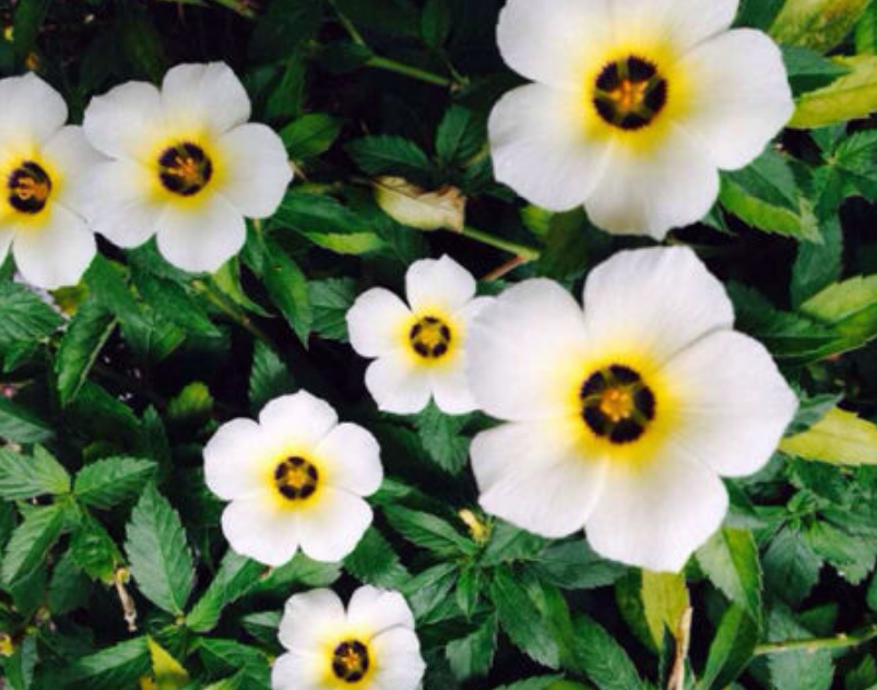 时钟花 时钟花