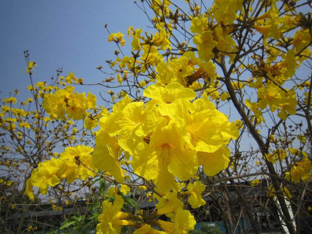 黄钟木 黄钟木